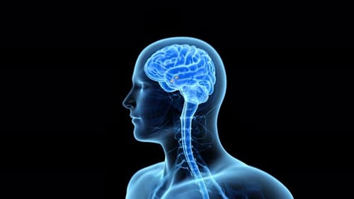 Glowing human brain anatomy showing amygdala function in medical motion