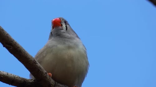 A female zebra finch (Taeniopygia guttata) perched on a branch against a clear blue sky, looks