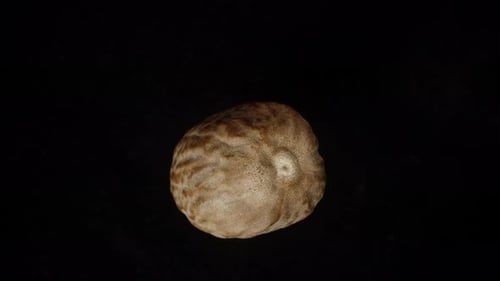 Nutmeg isolate on a black background. Close-up rotation, top view.