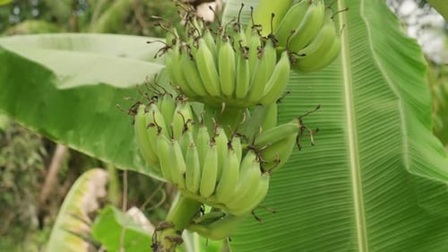 Ripening banana fruits bunch of on plant in sunlight close-up
