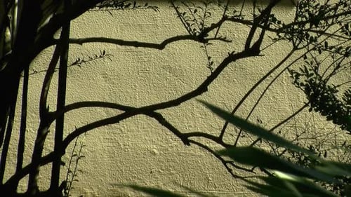 Shrub branches silhouetted against stucco wall.