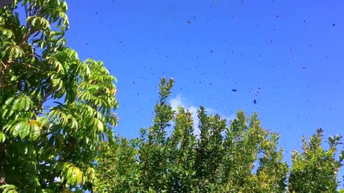 Swarm of bees up close and in sky, 4, trying to land in residential tree, HD