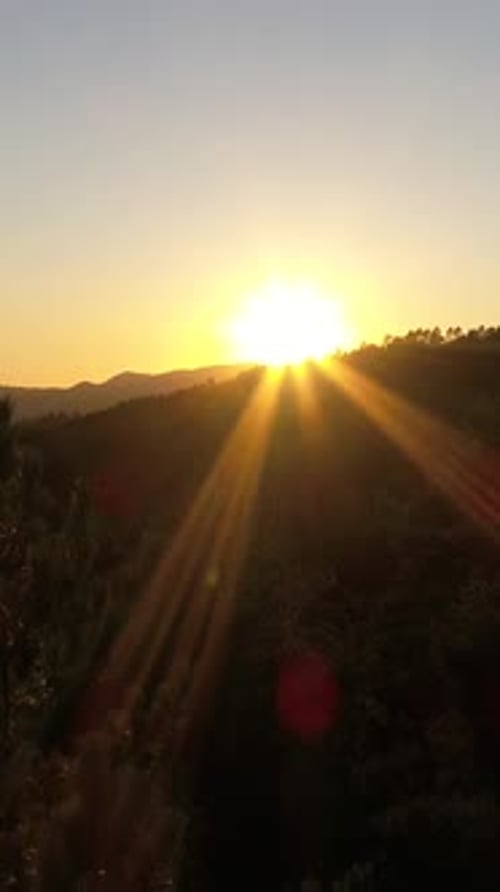 Vidéo verticale du coucher de soleil sur la forêt