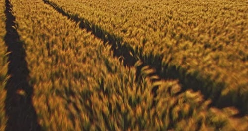 Aerial shot of a yellow field of wheat