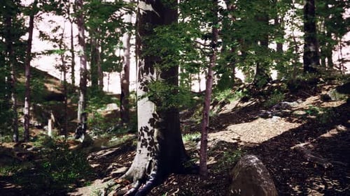 Sonnenstrahlen durch dicke Bäume, Äste im dichten grünen Wald
