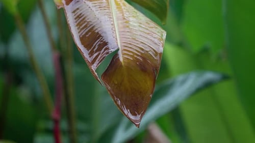 Rain hits the wilt leaves of tropical green plant, water droplets slide down; green leaves in the ra