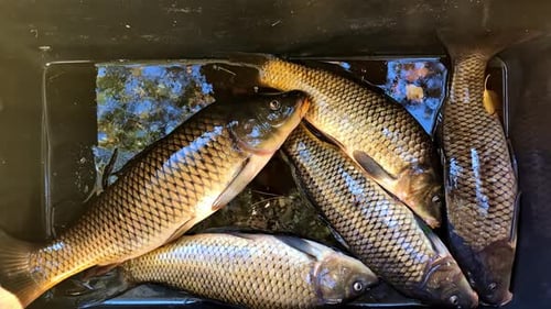 In einem Fischbehälter gefangene Karpfen — Nahaufnahme