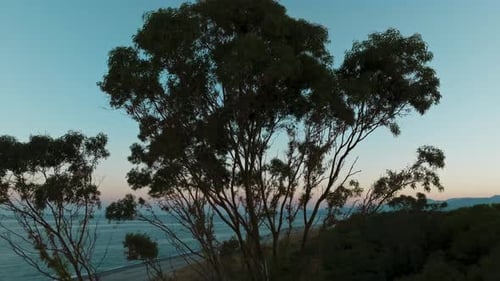 Canopy of a Tall Tree at the Beach Near the Ocean