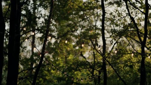 String lights hanging between trees in a serene forest setting at dusk