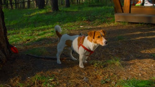 Close-up of dog on leash by tree