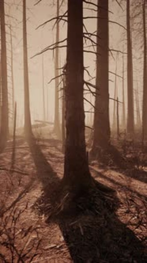 Towering Trees in Scorched Forest
