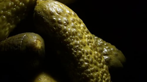 Close Up of Pickled Green Dill Cucumbers