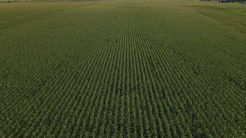 Aerial view of a drone flying over a large green symmetric corn field. Close up of a beautiful green
