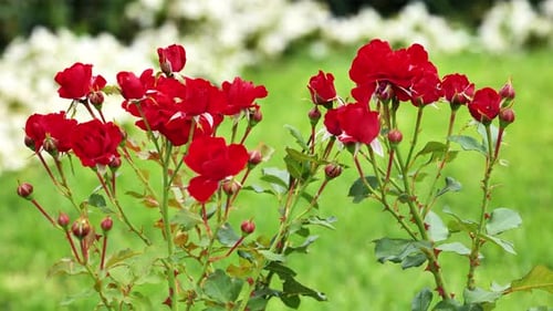 Red Roses Blooming in a Green Garden