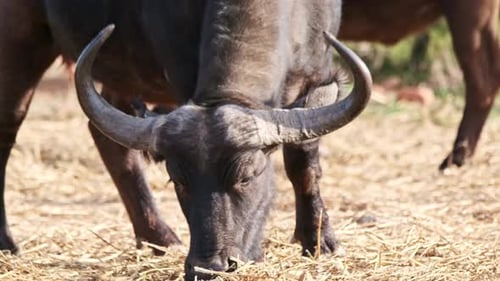 Buffalo Grazing Peacefully in the African Savanna