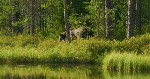 Wild Adult Brown Bear Walking Free and Eats Vegetation in the Forest