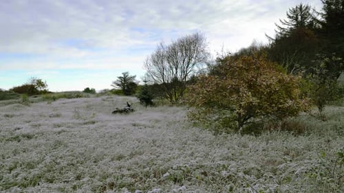 Landscape with trees and vegetation with ice impregnated by the winter cold