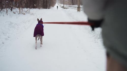 Dog in Purple Coat Walking on Snowy Road While Being Led on Red Leash