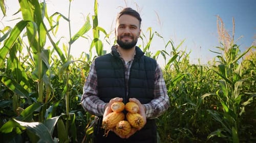 Smiling Young Farmer Holding Ripe Corn in Green Cornfield