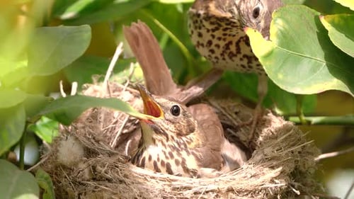 Baby Birds in Nest Being Fed