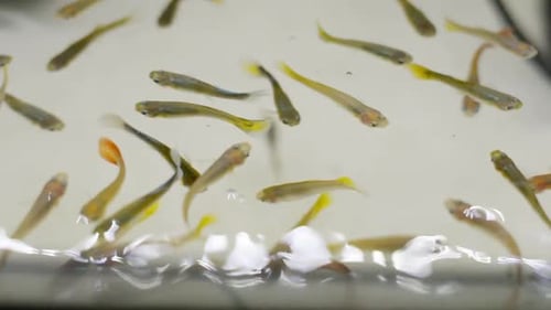 Blick von oben auf einen farbenfrohen Schwarm von Guppy-Fischen, die in einem Aquarium schwimmen