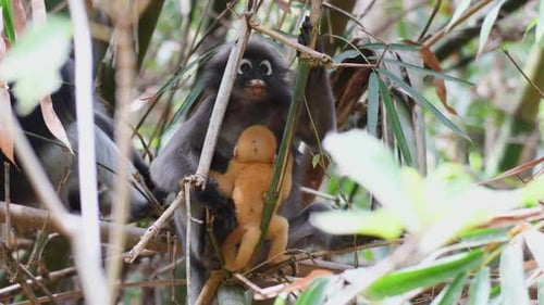 Spectacled Langur (Trachypithecus Obscurus) With Suckling Infant At Kaeng Krachan National Park - cl