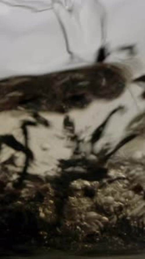 Vertical of Pouring Clean Boiling Water Into Transparent Teapot From Kettle