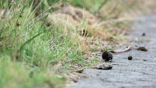 Ground level closeup: Dung beetle rolls dung ball to edge of road