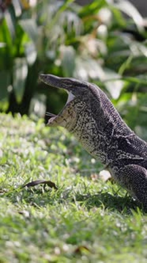 Un varan couché sur l'herbe d'un lac