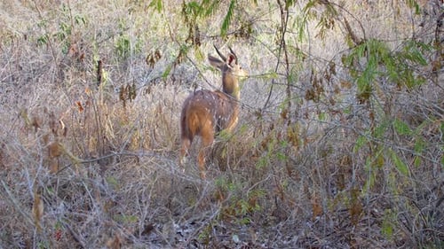 Bushbuck male feeding in grass, Africa
