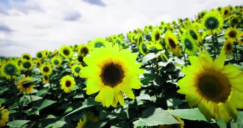Bright Sunflowers Bloom in a Vast Field Under a Cloudy Sky