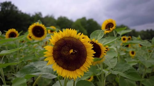 Nahaufnahme, Zeitlupenaufnahme einer großen Sonnenblume in einer Sonnenblumenfarm mit einer Biene, die Pollen extrahiert