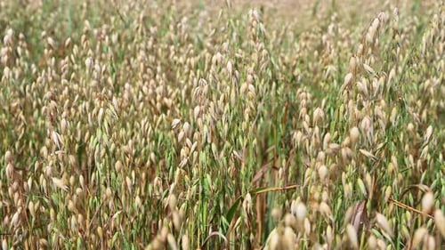 Oats grow in a farmer's field