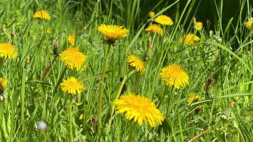 Gelbe Löwenzahn, die sich im grünen Gras wiegen