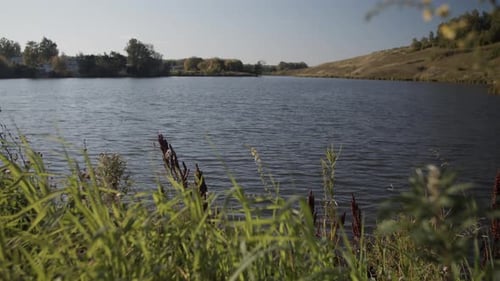 Gras wiegt am sonnigen Tag in der Nähe des Sees