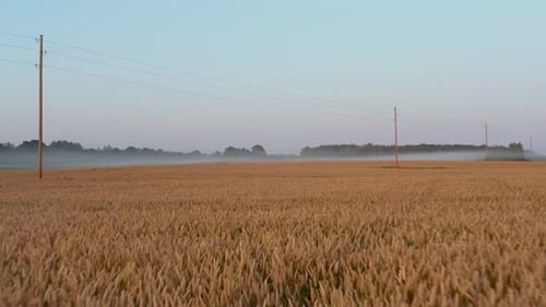 Aerial shot, flying fast over ripe orange wheat field. Green lush forest in the background. Slight m