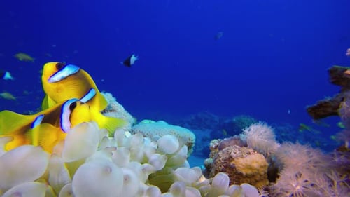 Clownfish Swimming Among Vibrant Coral Reef