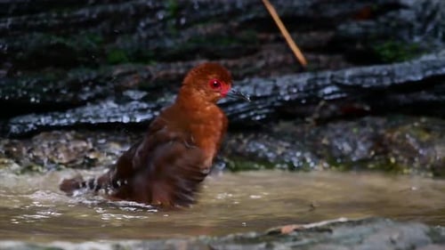 A skittish waterbird found in Thailand in which it likes to stay undergrowth especially thick grass
