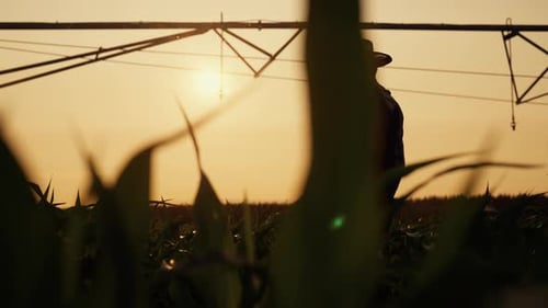 Bright Sun Above Agricultural Field Elderly Farmer Walking Alone Silhouette Cinematic Slow Motion