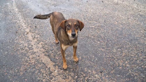 Beautiful Stray Dog Wags Its Tail and Looks at the Camera