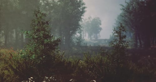 Misty Forest Landscape with Lush Greenery and Soft Morning Light in Autumn