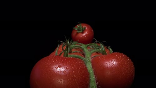 Ein Haufen Kirschtomaten in Nahaufnahme. Slider-Makroaufnahme.