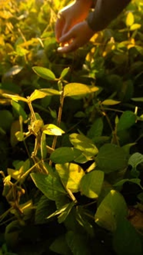 Soybeans Growing in a Field Selective Focus