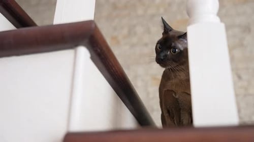 Cat on stairs at home. Point of domestic cat on stairs in house