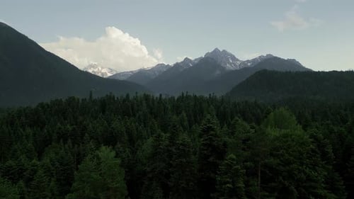 Mountain Forest Landscape with Distant Snowy Peaks