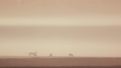 Mystische morgendliche Begegnung mit Silhouetten von Rehen und Reh im bezaubernden Nebel