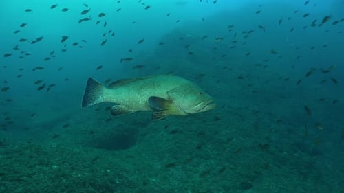 Mro Grouper swimming close by