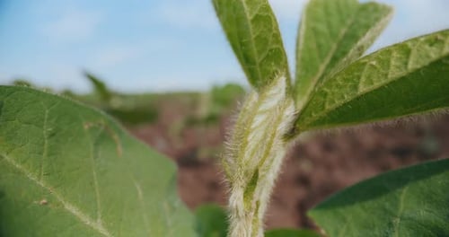 CloseUp of Young Soybean Growing in an Agricultural Field