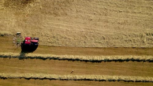 Trator agrícola com palha giratória fazendo fileiras de palha seca em campo de trigo colhido