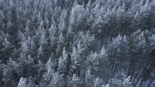 Snowy Shrubs And Trees